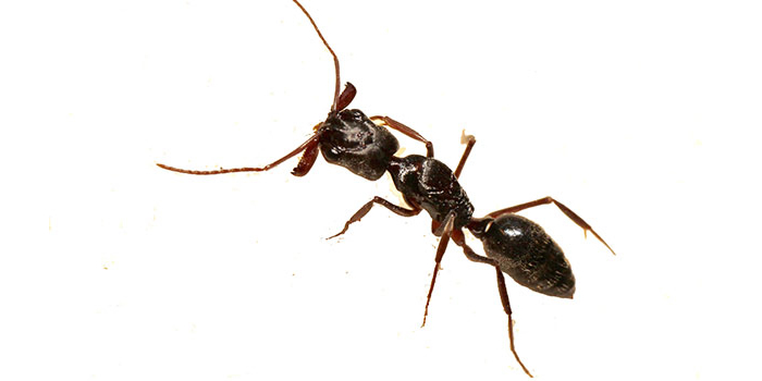 Ants Manhattan NY Bed Bugs Roach Ants Termite Mice Rat Pest Controls Exterminator￼