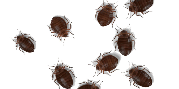 Bed Bugs Bedbugs Manhattan NY Bed Bugs Roach Ants Termite Mice Rat Pest Controls Exterminator
