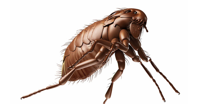 Ticks Fleas Manhattan NY Bed Bugs Roach Ants Termite Mice Rat Pest Controls Exterminator