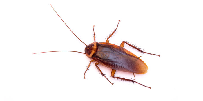 Roaches Cockroaches Manhattan NY Bed Bugs Roach Ants Termite Mice Rat Pest Controls Exterminator