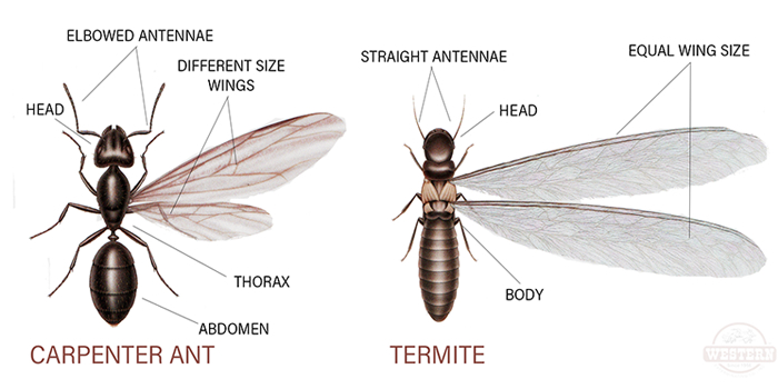 Termites Manhattan NY Bed Bugs Roach Ants Termite Mice Rat Pest Controls Exterminator
